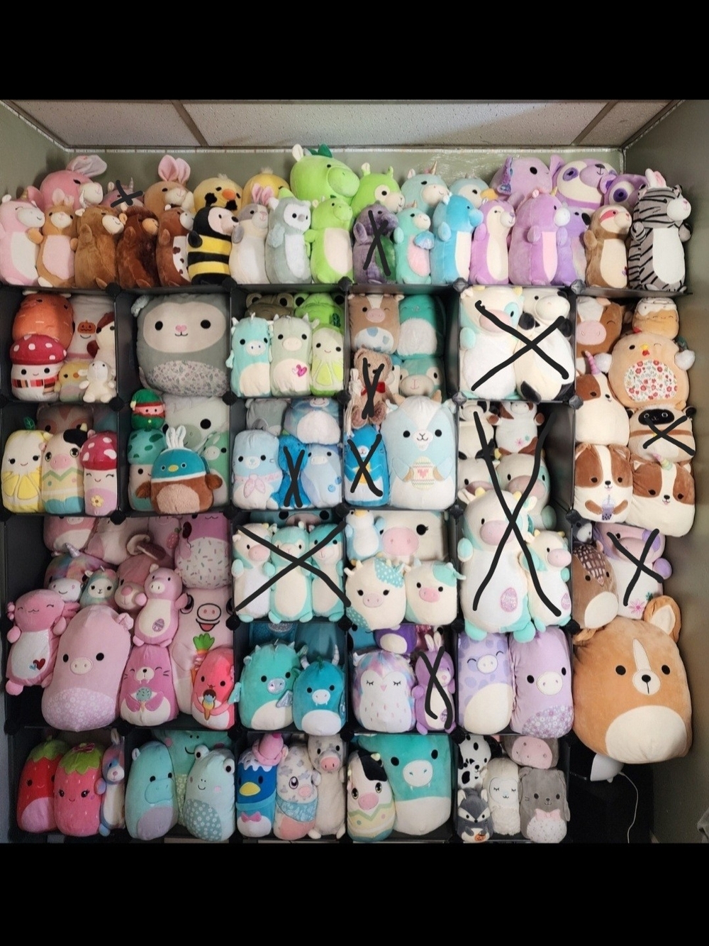 Squishmallows NEW With Tags!